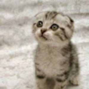 Meet your Posher, Catherine